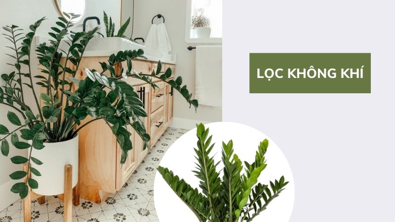 8 Lợi ích của cây kim tiền đối với sức khoẻ bạn nên biết