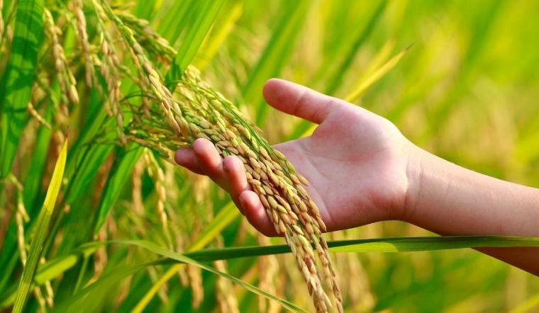 Giá lúa gạo hôm nay 25/6/2022: Tiếp tục ổn định giá vào cuối tuần