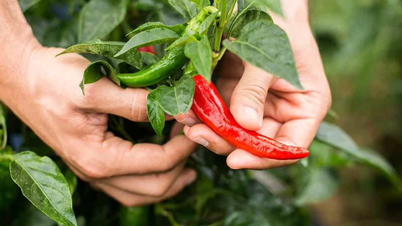 Giá ớt dao động từ 40.000 - 65.000 đồng/kg