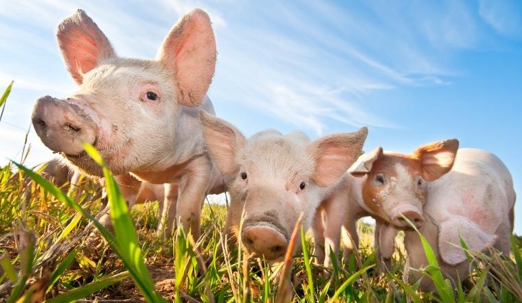 Giá heo hơi hôm nay 25/6/2022: Tăng từ 1000-2000 đồng/kg vào cuối tuần