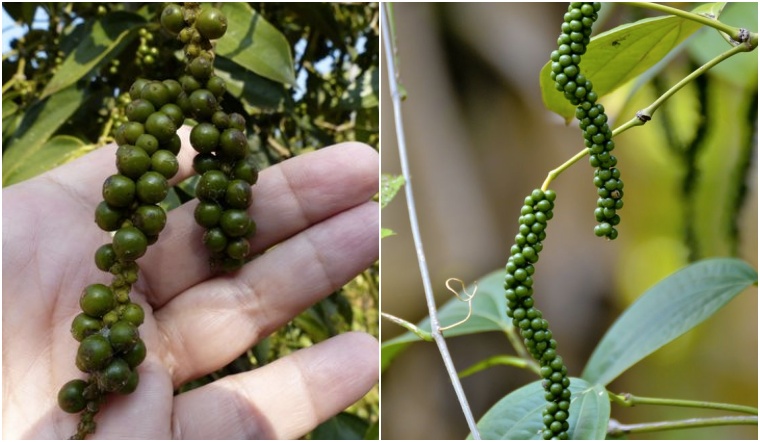 Giá tiêu hôm nay 26/6/2022: Giảm 1.000 đồng/kg, dao động 69.500-72.500 đồng/kg