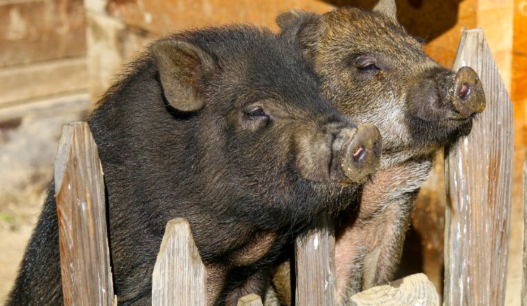 Giá heo hơi hôm nay 27/6/2022: Tăng nhẹ ở một vài địa phương