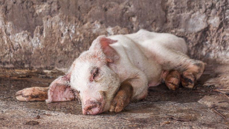 Giá heo hơi hôm nay 27/6 tại miền Bắc