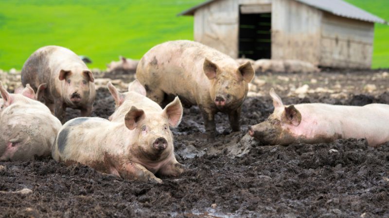 Giá heo hơi hôm nay 27/6 tại miền Trung, Tây Nguyên