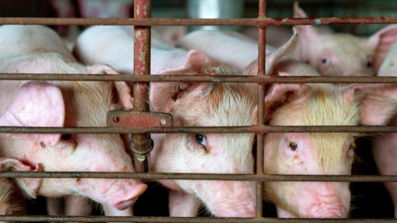 Giá heo hơi hôm nay 27/6 tại miền Nam