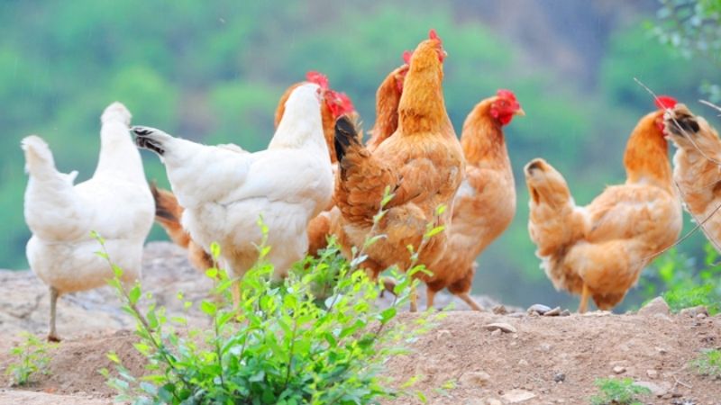 Giá gà hôm nay 27/06