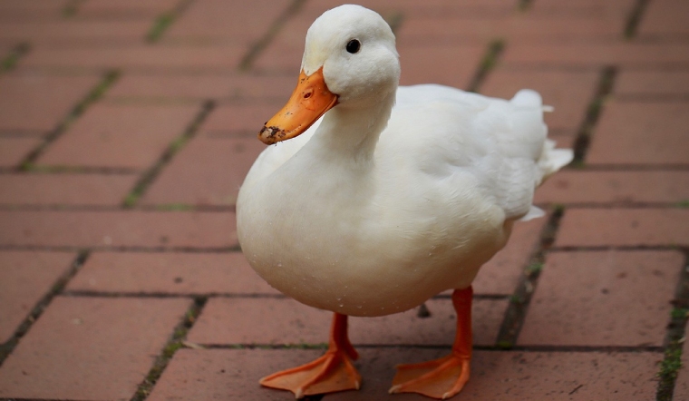 Giá gia cầm hôm nay 27/06/2022: Giá vịt tăng mạnh ở nhiều địa phương