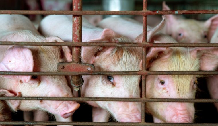 Giá heo hơi hôm nay 28/6/2022: Tăng cao nhất 2.000 đồng/kg tại một vài nơi