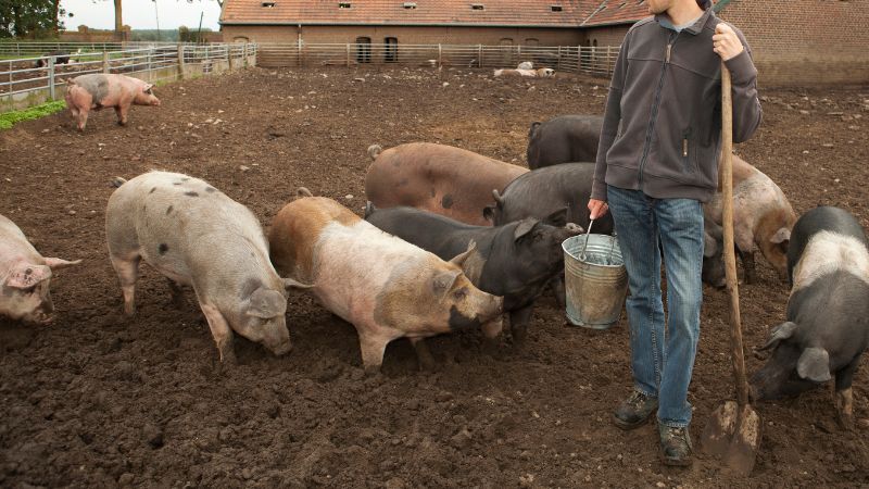 Giá heo hơi hôm nay 28/6 tại miền Nam Giá heo hơi hôm nay 28/6 tại miền Nam