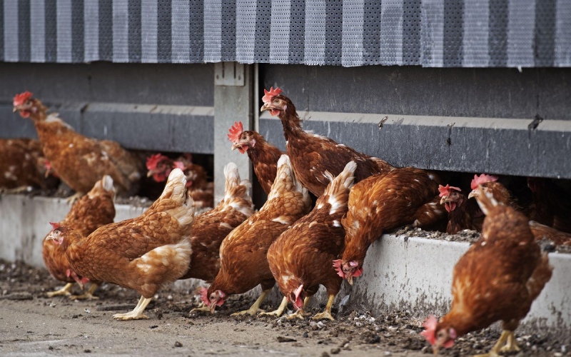 Giá gà hôm nay 28/06 Giá gà hôm nay 28/06