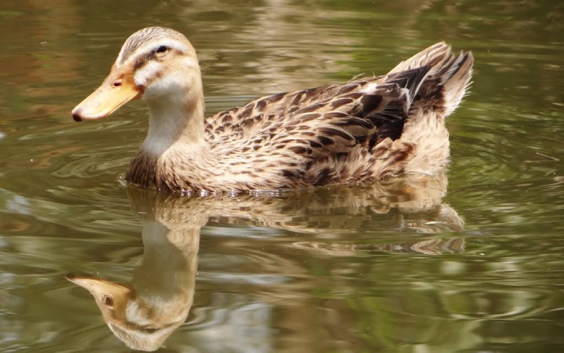 Giá gà hôm nay 28/06 Giá gà hôm nay 28/06