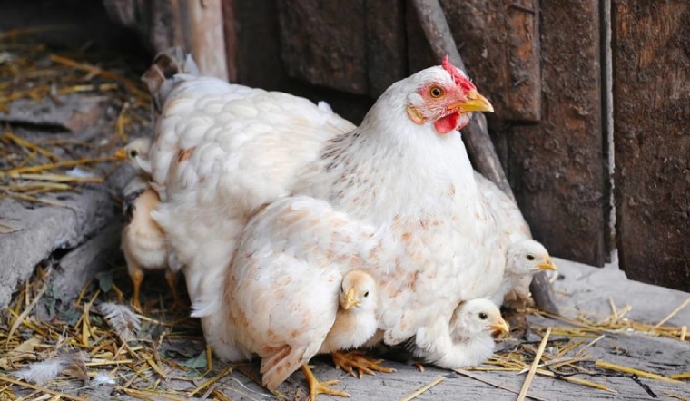 Giá gia cầm hôm nay 28/06/2022: Giữ mức giá bán như hôm qua