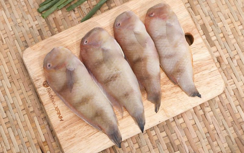 Blogdoanhnghiep.edu.vn: Đại siêu thị bán cá mó tươi giá tốt nhất