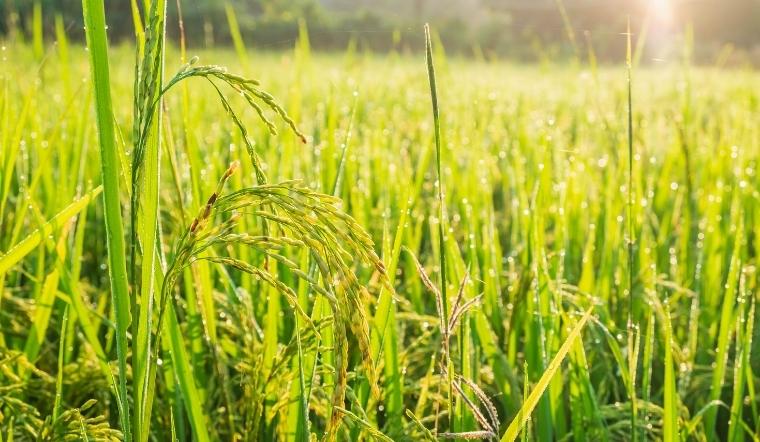 Giá lúa gạo hôm nay 28/6/2022: Tăng giảm trái chiều ở nhiều giống lúa