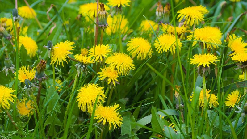 Dandelion contains many vitamins and minerals