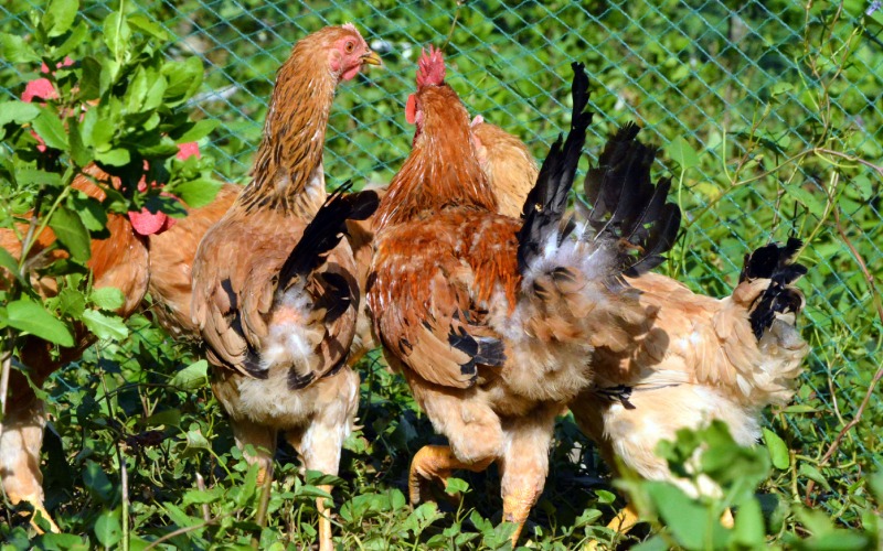 Giá gà hôm nay 29/06 Giá gà hôm nay 29/06