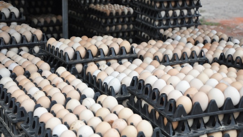 Giá trứng gà hôm nay 29/06 Giá trứng gà hôm nay 29/06