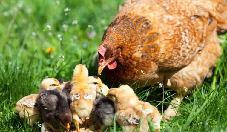 Giá gia cầm hôm nay 29/06/2022: Giá bán tiếp tục không đổi