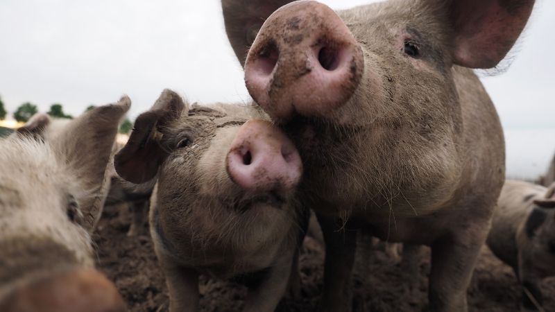  Giá heo hơi hôm nay 29/6 tại miền Trung, Tây Nguyên