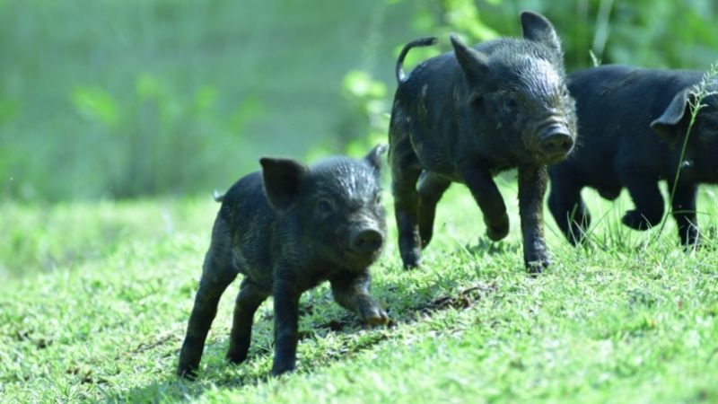  Giá heo hơi hôm nay 29/6 tại miền Nam