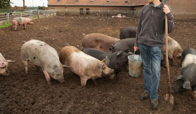 Giá heo hơi hôm nay 29/6/2022: Tăng giảm trái chiều tại nhiều nơi