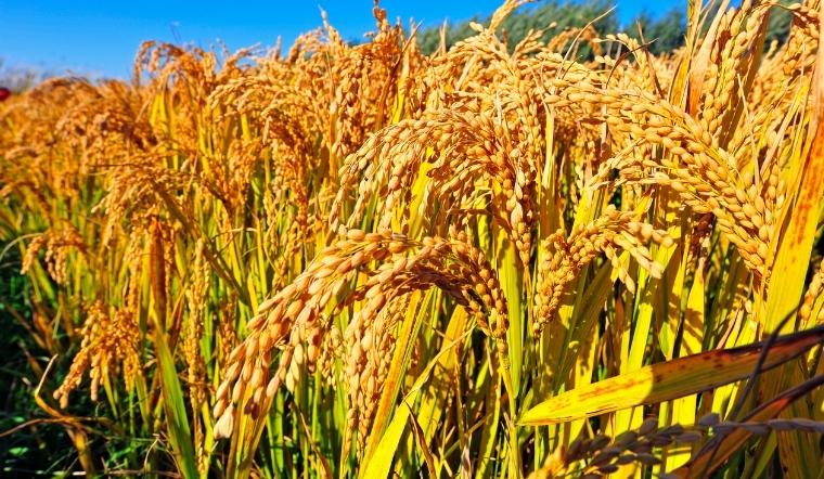 Giá lúa gạo hôm nay 29/6/2022: Lúa Nàng Hoa 9 tăng tiếp 100 đồng/kg