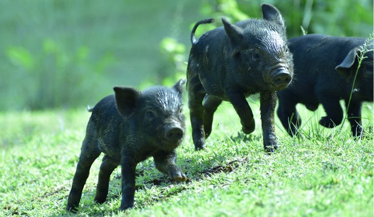 Giá heo hơi hôm nay 30/6/2022: Tăng rải rác 1.000 đến 3.000 đồng/kg