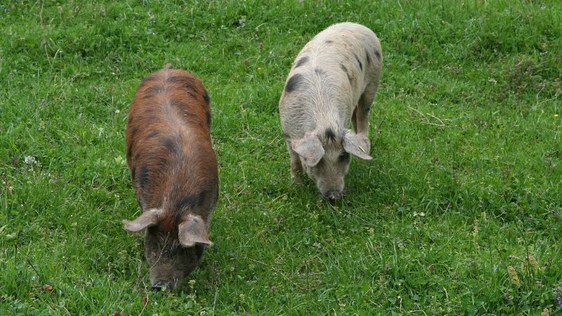 Giá heo hơi hôm nay 30/6 tại miền Nam