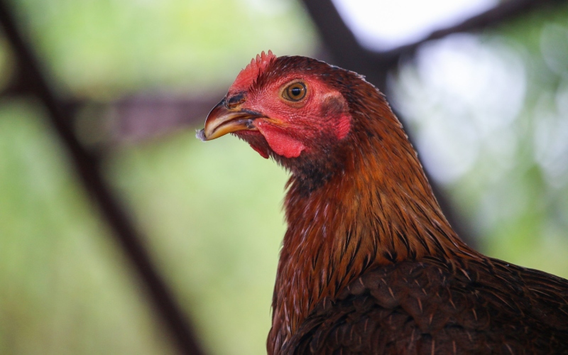 Giá gà hôm nay 30/06 Giá gà hôm nay 30/06