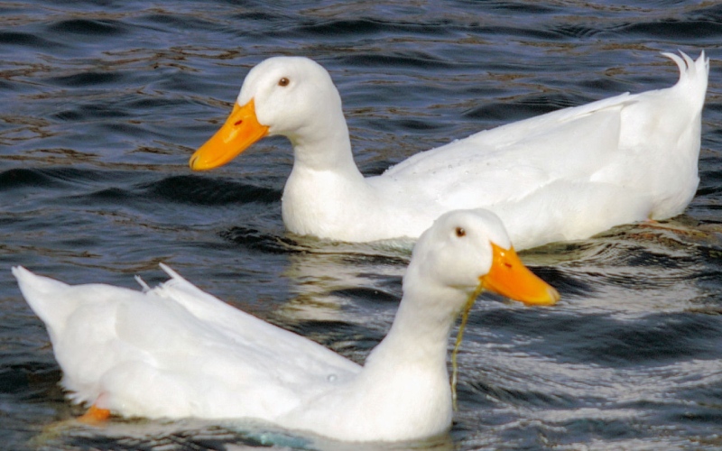 Giá vịt hôm nay 30/06 Giá vịt hôm nay 30/06