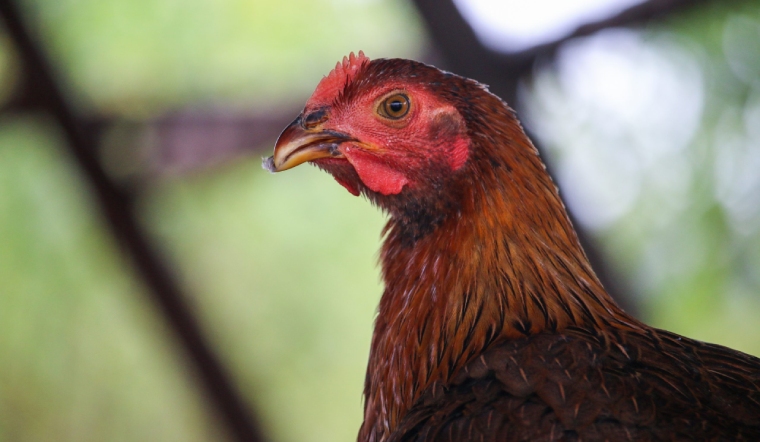 Giá gia cầm hôm nay 30/06/2022: Giá gà Mía tăng mạnh ở các tỉnh phía Bắc