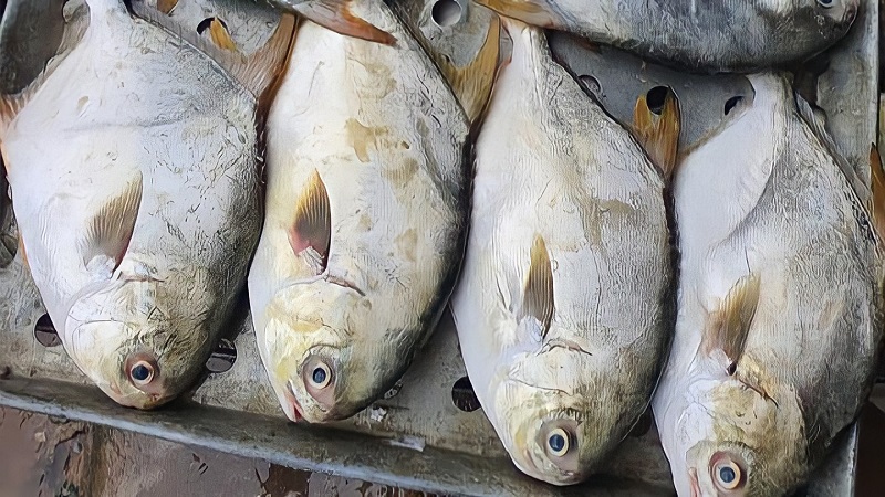 Our Shop: The Best Fish Supermarket