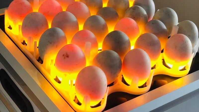Cách chọn trứng vịt ngon, không bơm hóa chất