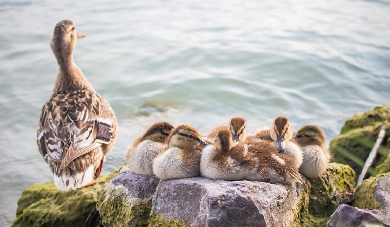 Giá gia cầm hôm nay 01/07/2022: Đầu tháng, giá trứng gà có biến động