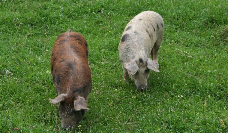 Giá heo hơi hôm nay 1/7/2022: Chủ yếu đi ngang ở cả ba miền