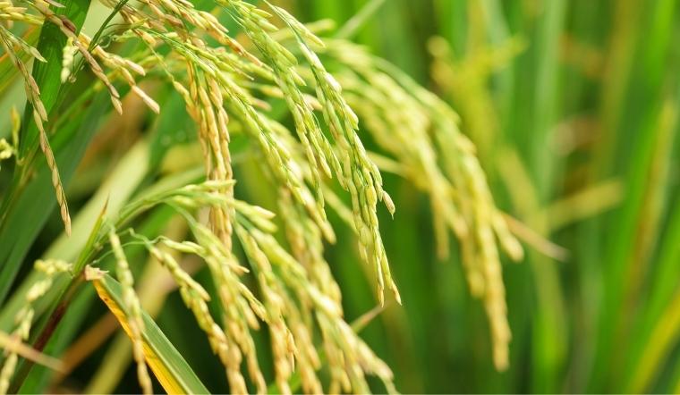 Giá lúa gạo hôm nay 1/7/2022: Lúa OM 18 giảm 100 đồng/kg