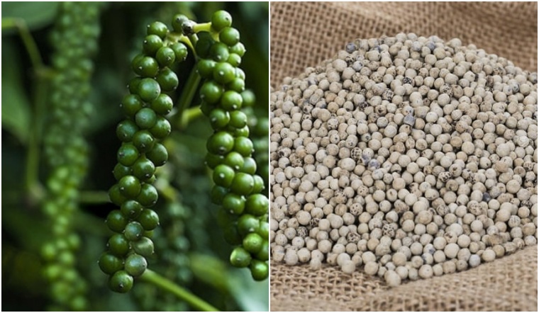 Giá tiêu hôm nay 2/7/2022: Đi ngang ngày 4, dao động 69.000-72.000 đồng/kg