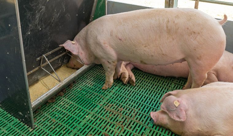 Giá heo hơi hôm nay 2/7/2022: Tăng 1.000 - 5.000 đồng/kg tại một số địa phương