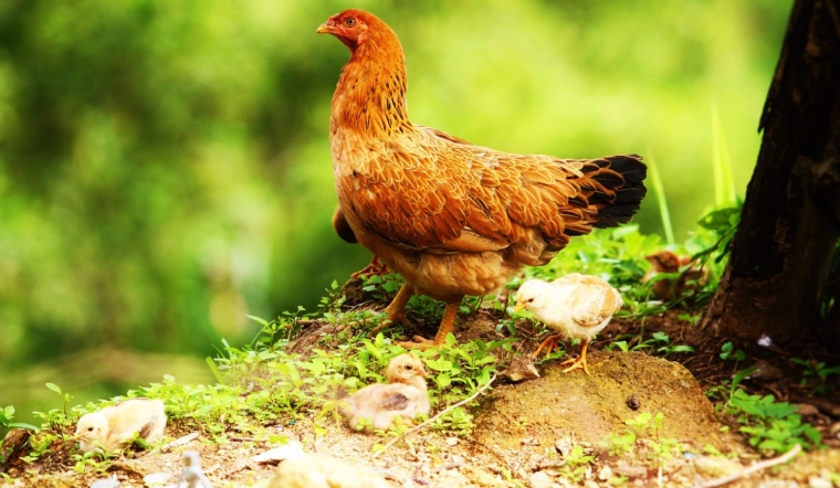 Giá gia cầm hôm nay 04/07/2022: Đầu tuần biểu đồ giá đi ngang