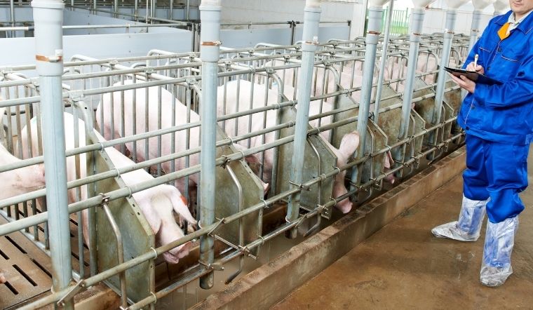 Giá heo hơi hôm nay 4/7/2022: Giảm nhẹ 1.000 đồng/kg ở miền Nam