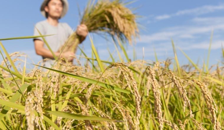 Giá lúa gạo hôm nay 4/7/2022: Duy trì đà đi ngang trong ngày đầu tuần