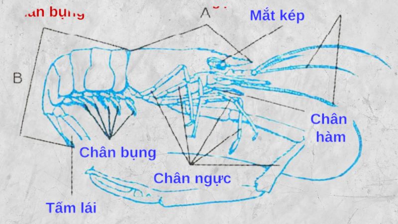 External structure of shrimp