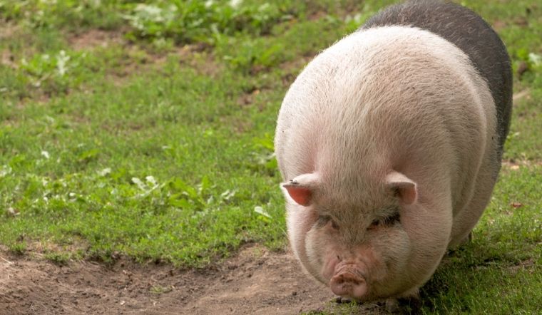 Giá heo hơi hôm nay 5/7/2022: Tăng nhẹ 1.000 đồng/kg ở một vài nơi 