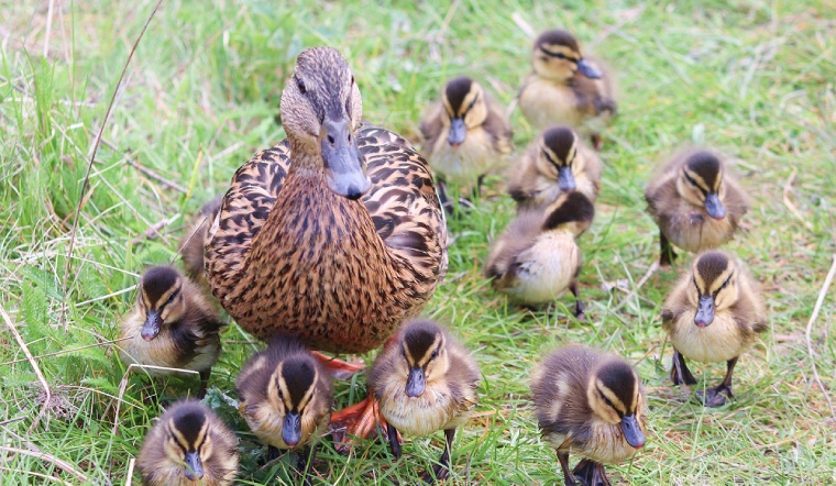 Giá gia cầm hôm nay 06/07/2022: Giá bán tiếp tục đi ngang