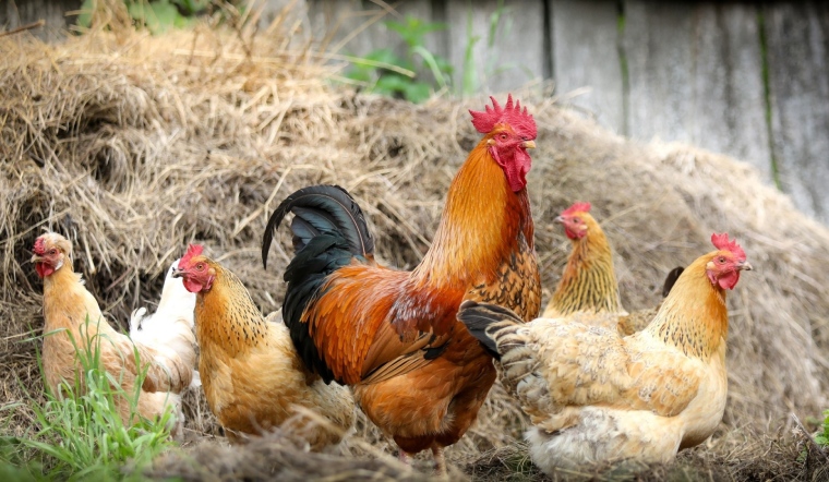 Giá gia cầm hôm nay 07/07/2022: Duy trì giá bán như cũ