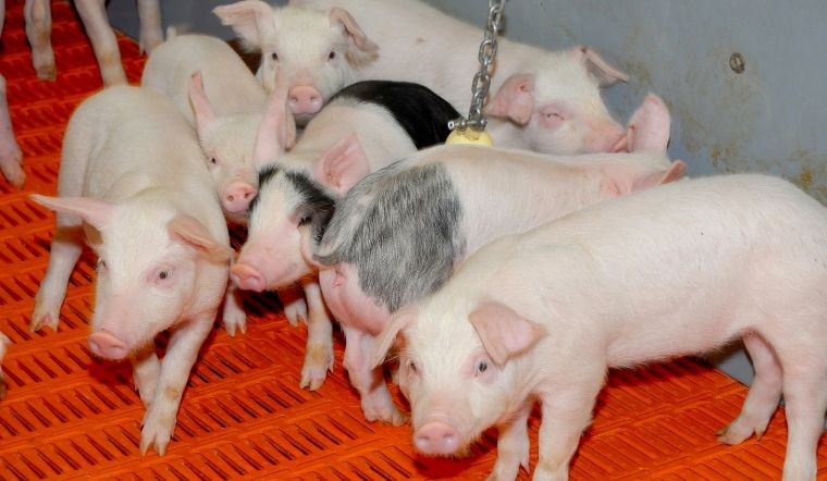 Giá heo hơi hôm nay 7/7/2022: Tăng cao từ 1.000 - 5.000 đồng/kg