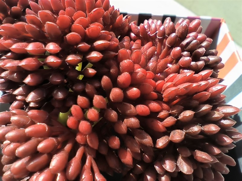 Ảnh chụp bằng camera macro của POCO X4 GT