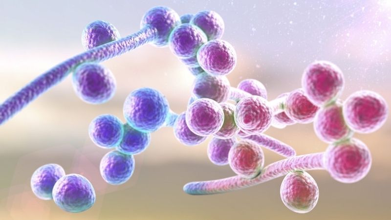 Nhiễm nấm Candida miệng là một bệnh nhiễm nấm cơ hội ở khoang miệng với tỷ lệ lưu hành và tỷ lệ mắc ngày càng cao trên toàn thế giới