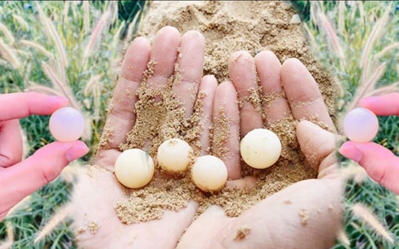 The tortoiseshell egg is the egg of the tortoise, with a small and pretty shape