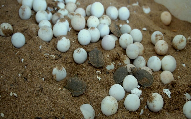 The content of protein and fat in tortoiseshell eggs is quite high